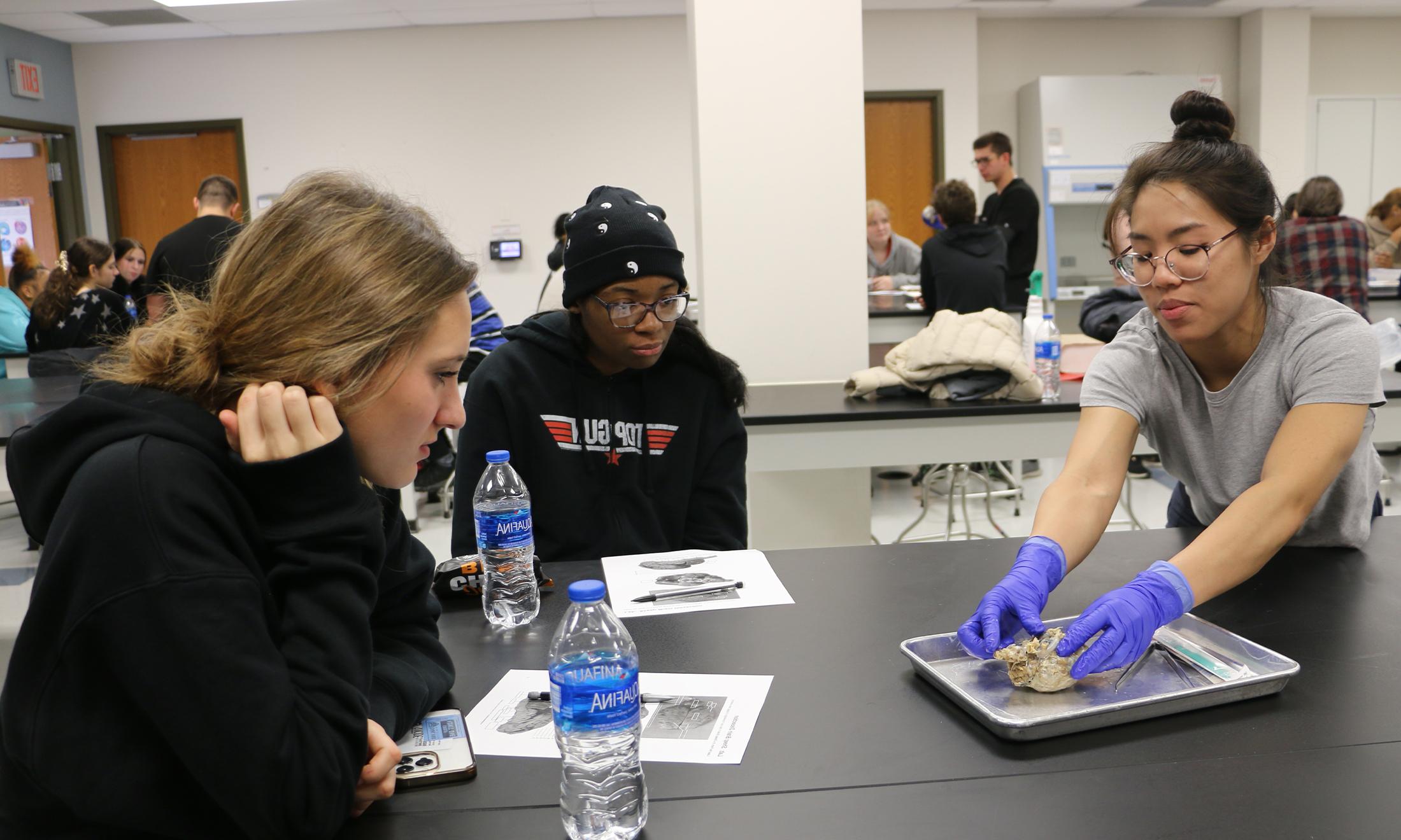 An image of OUWB students showing high schoolers about sheep brains